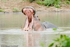 Flusspferd (98 von 104).jpg